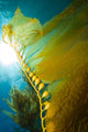 Giant Kelp Catalina Island Wall Decal