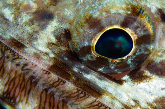 Extreme Close-up Lizardfish Eyeball Wall Decal
