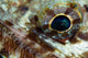 Extreme Close-up Lizardfish Eyeball Wall Decal
