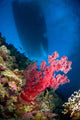 Red Soft Coral with Wall Decal