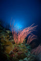 Sea Whips and Coral Wall Decal