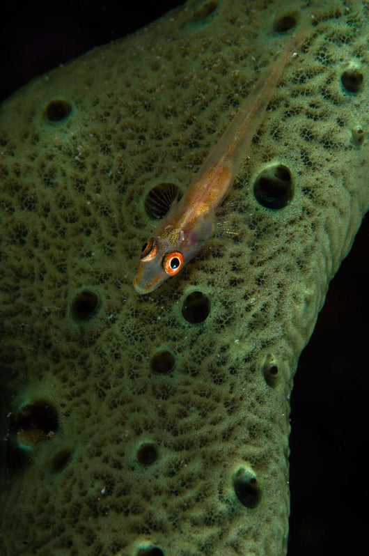 Goby Sponge Fiji Wall Decal