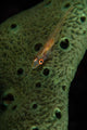 Goby Sponge Fiji Wall Decal