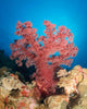 Red Soft Coral Australia Wall Decal