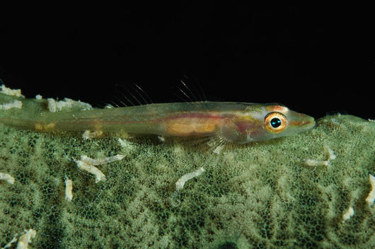 Hovering Goby Green Sponge Wall Decal