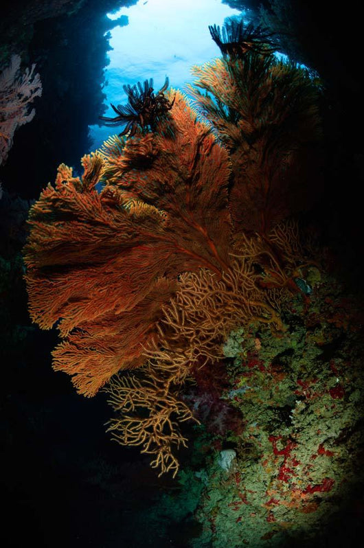 Sea Fans Fiji Wall Decal Design 3