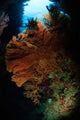 Sea Fans Fiji Wall Decal Design 3