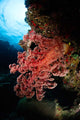 Soft Coral Fiji Wall Decal
