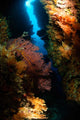 Sea Fans Fiji Wall Decal Design 2
