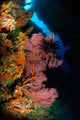 Sea Fans and Crinoid Wall Decal