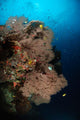Sea Fans Fiji Wall Decal Design 1