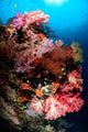 Sea Fans and Soft Wall Decal