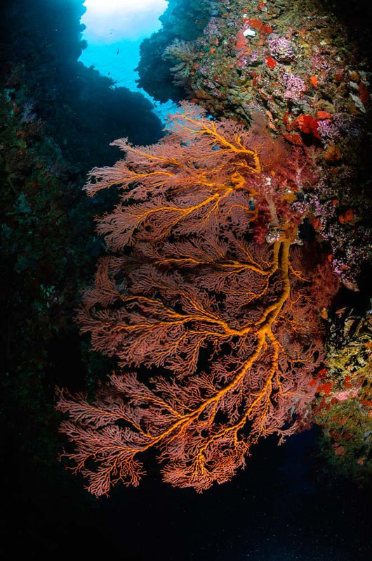Sea Fan and Soft Wall Decal