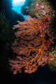 Sea Fan and Soft Wall Decal