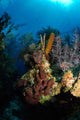 Coral and Sponge Reef Wall Decal Design 5