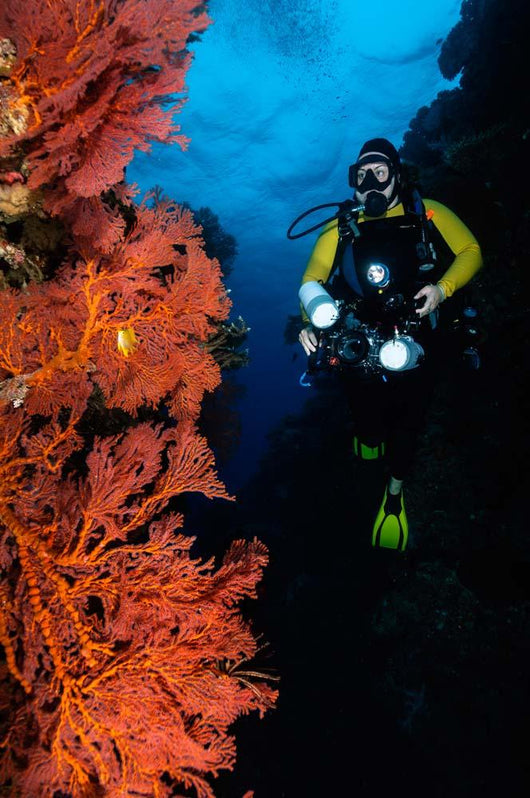 Diver and Sea Fans Wall Decal
