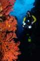 Diver and Sea Fans Wall Decal
