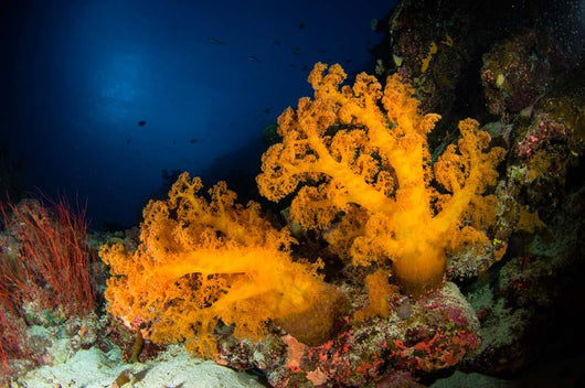 Orange Soft Coral and Wall Decal