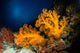Orange Soft Coral and Wall Decal