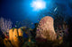 Coral and Sponge Reef Wall Decal Design 2