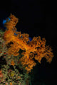Soft Coral Seascape Fiji Wall Decal Design 3