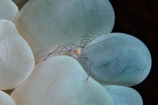 Shrimp Bubble Coral Indonesia Wall Decal Design 2