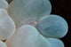Shrimp Bubble Coral Indonesia Wall Decal Design 2