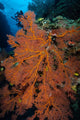 Sea Fan Fiji Wall Decal