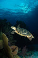 Hawksbill Sea Turtle Swimming Wall Decal