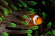 Clownfish Green Anemone Indonesia Wall Decal
