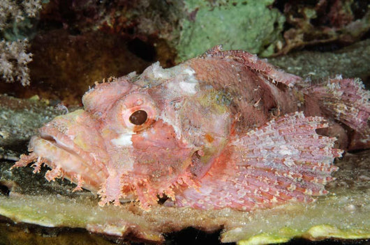Scorpionfish Indonesia Wall Decal