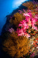Black Coral and Soft Wall Decal