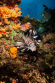 Lionfish Fiji Wall Decal