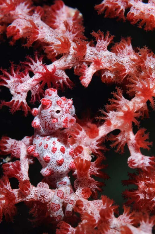 Pygmy Seahorse Indonesia Wall Decal Design 2