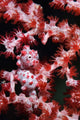 Pygmy Seahorse Indonesia Wall Decal Design 2