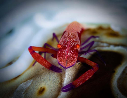 Commensal Shrimp Fiji Wall Decal