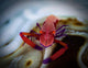 Commensal Shrimp Fiji Wall Decal