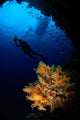 Diver and Soft Coral Wall Decal Design 1