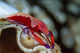 Imperator Commensal Shrimp Eyed Wall Decal