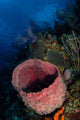 Barrel Sponge Seascape Belize Wall Decal