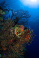 Sea Fan Seascape Belize Wall Decal Design 2