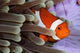 Clown Anemonefish Indonesia Wall Decal Design 2