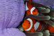 Pair Clown Anemonefish Indonesia Wall Decal