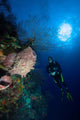 Barrel Sponge and Diver Wall Decal