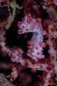 Pygmy Seahorse Australia Wall Decal
