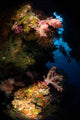 Diver Soft Coral Seascape Wall Decal