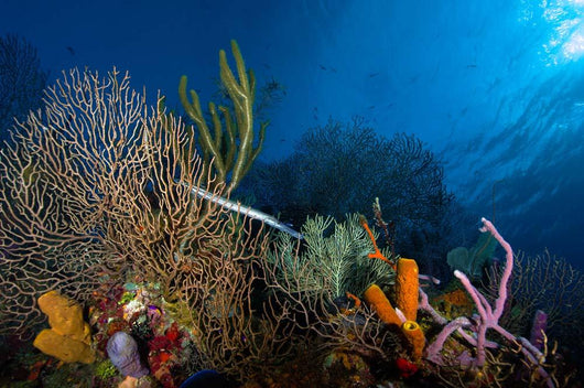 Trumpetfish Belize Wall Decal