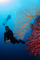 Divers Swimming Sea Fans Wall Decal
