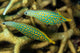 Pair Comet Fish Australia Wall Decal