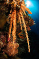 Soft Coral Reef Seascape Wall Decal Design 2